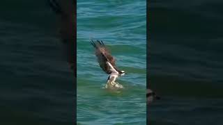 birds ospreys wildlife ospreycam fishing eagles bird osprey youtubeshorts nature reels [upl. by Aicetel806]