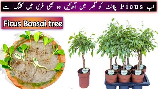 Propagation of Ficus Plant from cutting  how to grow any ficus from cutting with 100 Results [upl. by Neilla]