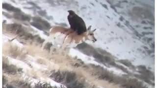 Golden eagle eating a pronghorn antelope alive [upl. by Kari]