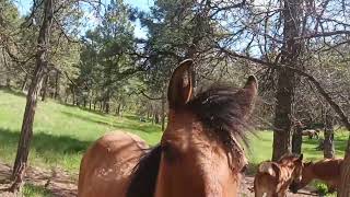 Satoshi Ōmura found a bacteria Streptomyces avermitilis where horses had cleared ground in Japan [upl. by Inverson411]