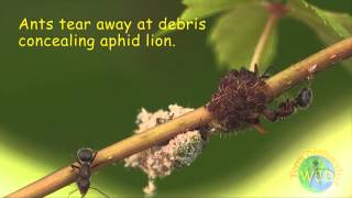 Attack of the Aphid Lions [upl. by Elohcin]