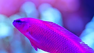 My Orchid dottyback  Pseudochromis fridmani [upl. by Giffy]