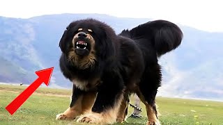 Is Tibetan Mastiff Worth It Own A Mastiff [upl. by Griseldis]