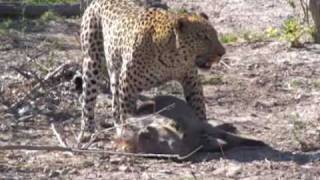 Spectacular leopard hunt and kill in Botswana [upl. by Yldarb]