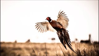 Pheasant Hunting Tips [upl. by Aurore]