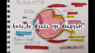 how to draw eye how to draw eye diagramclass 10th [upl. by Amzu]