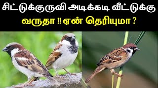 சிட்டுக்குருவி அடிக்கடி வீட்டுக்கு வருதா ஏன் தெரியுமா  Lucky Pets for Home  T Tamil Technology [upl. by Dinsmore981]