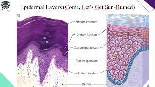 The Integumentary System  HighYield Anatomy Review Course ALPA [upl. by Ynned]