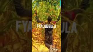 Chester  Fyalungula  Official Audio [upl. by Urbanus]