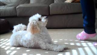 Miniature Poodle Tricks 3 [upl. by Leandra]