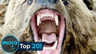 Top 20 Most Dangerous Animals in the World [upl. by Eleanor]