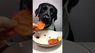 best dog food fooddog fooddogbest bestdogfood foryou trendingshorts [upl. by Nesyla]