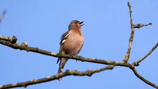 Chaffinch Singing [upl. by Ellak157]