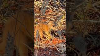 Meerkats at Tswalu [upl. by Nylia]