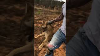 Live Market coyote trapping trapper [upl. by Nythsa]