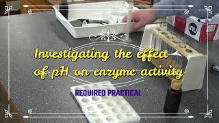 Investigating the effect of pH on enzyme activity  REQUIRED PRACTICAL [upl. by Odeen]