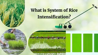 Transform Agriculture through System of Rice Intensification Maximizing Yield by 50 [upl. by Goldin]