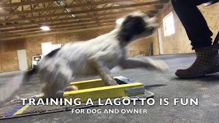 Life on the farm with our Lagotto [upl. by Roe]