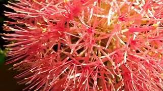 Blood lily plant  4vlog [upl. by Nnailuj]