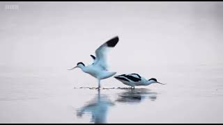 Introduction Winter views of Brownsea Island Dorset  Winterwatch 2024 [upl. by Nyrat704]