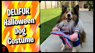 Delifur Halloween Dog Costume  MumblesVideos Product Review [upl. by Gothard594]