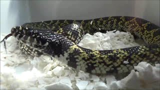 Lampropeltis getula splendida Baird amp Girard 1853 HD  Kingsnake  ExpoZoo  102014 [upl. by Srini29]