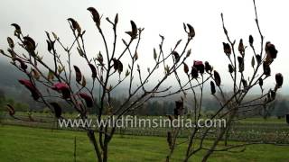 Magnolia soulangeana flowers bloom in Tulip Garden Srinagar [upl. by Llednar675]