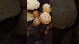 Pholiota squarrosaShaggy Scalycap mushroom fungi nature foraging food wildlife [upl. by Naivad]