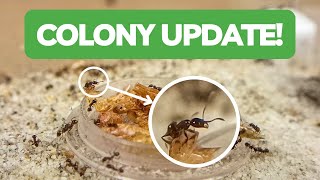 Pheidole Pallidula Colony Update  BRUMA Ants [upl. by Reseda]