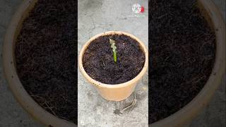 I Grew a Mango Tree From a Cutting shorts gardening viral short [upl. by Poppo825]