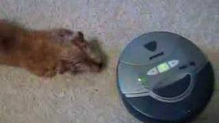 Peanut our Norfolk Terrer vs The Roomba Round 2 [upl. by Ayekal]