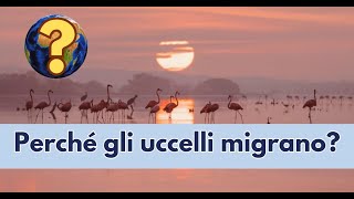 Perché gli uccelli migrano [upl. by Vevina906]