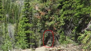 Monster That Lurks in The Canyon Bigfoot Captured in Background of Jarbidge Wilderness [upl. by Notgnirra]