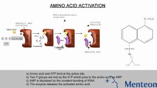 Aminoacylation [upl. by Martella]