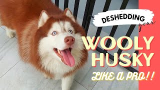 DESHED YOUR WOOLY HUSKY LIKE A PRO  DESHEDDING 101 [upl. by Inaffit691]