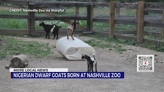 Four Nigerian dwarf goats born at Nashville Zoo [upl. by Haela]