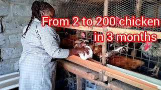 From 2 chicken to 200 chicken in 3 months in the life of a small scale poultry farmer [upl. by Kaufman]