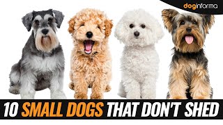 10 Small Dog Breeds That Dont Shed  Non Shedding Hypoallergenic Small Dogs [upl. by Ydwor89]