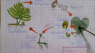 REPRODUÇÃO DAS PTERIDÓFITAS PLANTAS  Angelo Vieira [upl. by Llenwahs620]