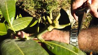 How to graft a fruit tree Part 1 Preparing Budwood for grafting [upl. by Nomsed]