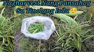 Nag Harvest Nang Pang Sahog Sa Isda Tipid Gastos Sa Lamas [upl. by Perrine227]