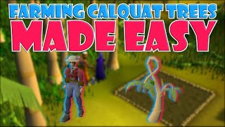 Quick Guide to Farming Calquat Trees in OSRS [upl. by Dream]