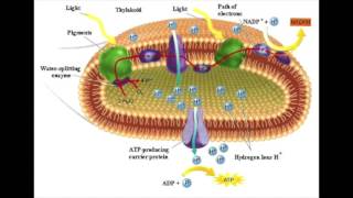 Photosynthesis and Photorespiration explained [upl. by Ahtennek]