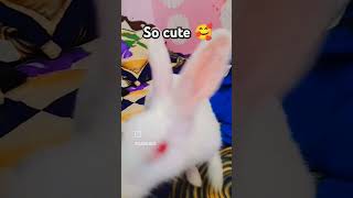 So cute bunny 🤩  Rabbit lovers shortsvideo NishavlogsFatehpur [upl. by Alison]