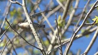 BrownHeaded Nuthatch Squeaking [upl. by Nevek]