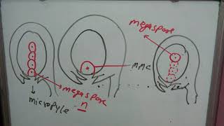 Embryo sac part 1female gametophytemonosporic embryo sacbisporictetrasporicmegaspore mothercell [upl. by Merta]