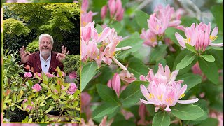 CHÈVREFEUILLES ARBUSTIFS À FLEURS À PARFUM À FRUITS OU À FEUILLAGE Le Quotidien du Jardin N°398 [upl. by Adnilab]