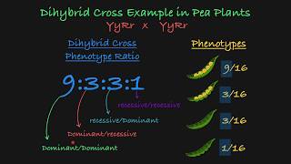 Dihybrid Cross Explained [upl. by Yong]