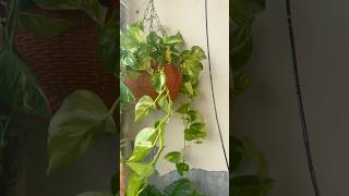 Hanging port se garden ko decorate kre terrace gardening plants dreamgarden luxurygarden [upl. by Renaud]