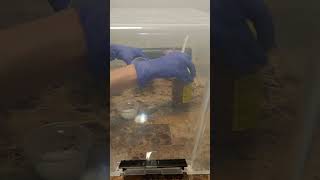 Transferring Agar To Grain  SAB Prep amp Mycelium Grain Inoculation mushroom sab [upl. by Kirby]